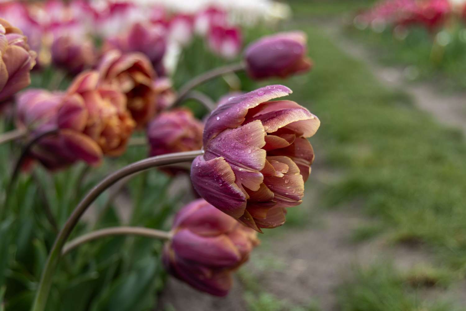 Tulipe 'Brazil'